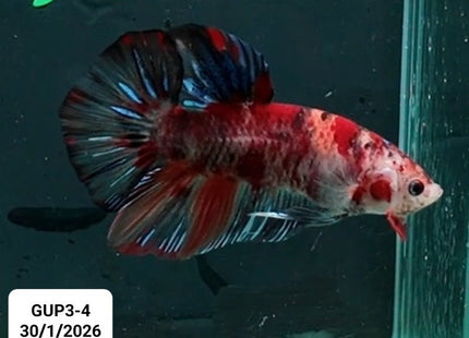 [ARRIVED 30 - JAN - 2026] GUP3 - 4 - Nemo Koi Giant Male Betta - Nano Tanks Australia