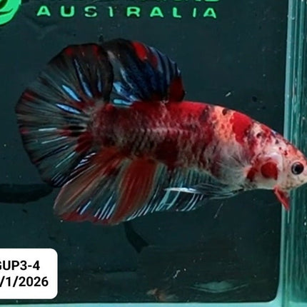 [ARRIVED 30 - JAN - 2026] GUP3 - 4 - Nemo Koi Giant Male Betta - Nano Tanks Australia