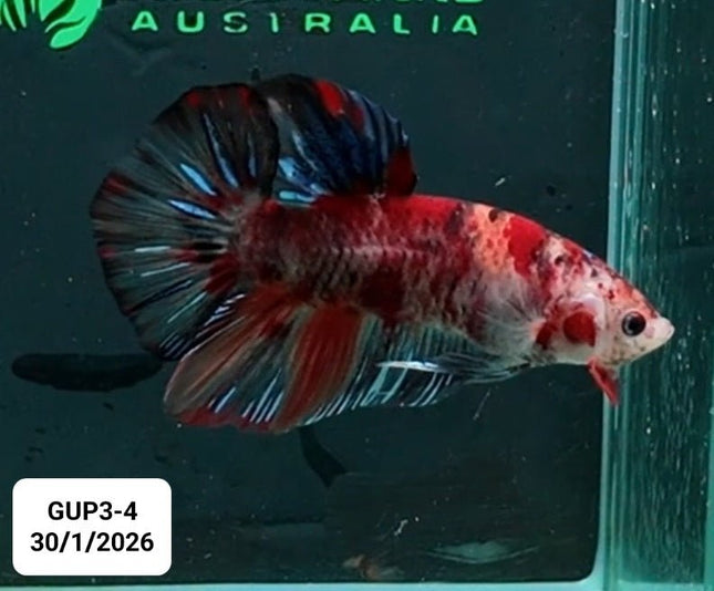 [ARRIVED 30 - JAN - 2026] GUP3 - 4 - Nemo Koi Giant Male Betta - Nano Tanks Australia