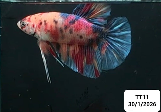 [ARRIVED 30 - JAN - 2026] TT11 - Marble Giant Male Betta - Nano Tanks Australia