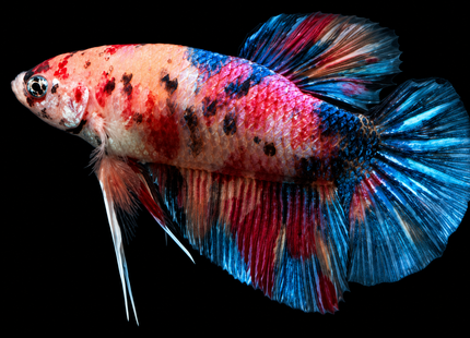[ARRIVED 30-JAN-2026] TT11 - Marble Giant Male Betta - Nano Tanks Australia