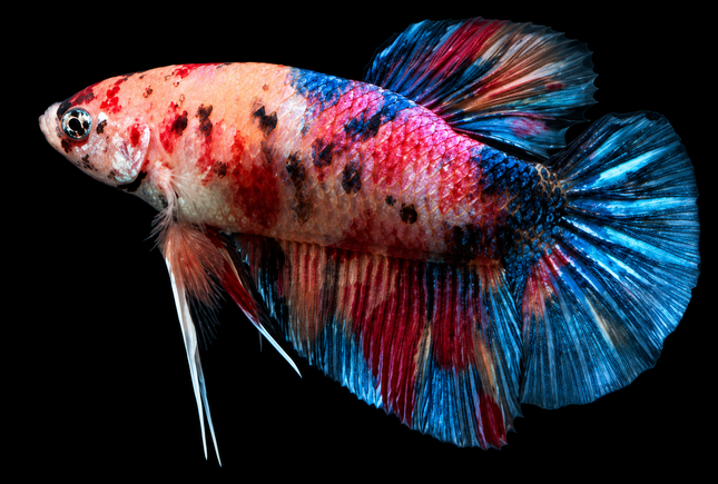 [ARRIVED 30-JAN-2026] TT11 - Marble Giant Male Betta - Nano Tanks Australia