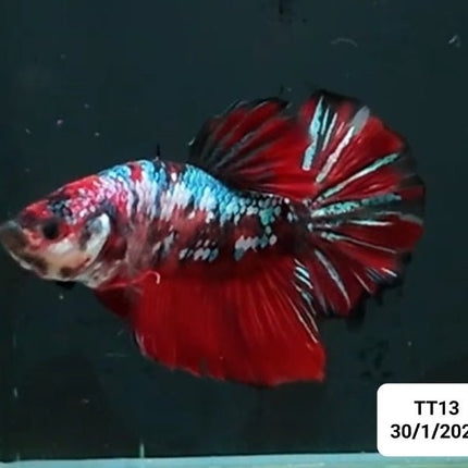 [ARRIVED 30 - JAN - 2026] TT13 - Koi Red Marble Giant Male Betta - Nano Tanks Australia
