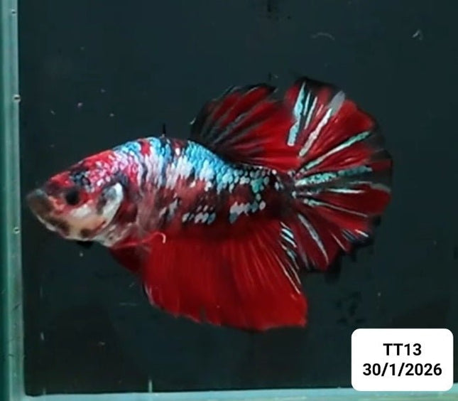 [ARRIVED 30 - JAN - 2026] TT13 - Koi Red Marble Giant Male Betta - Nano Tanks Australia