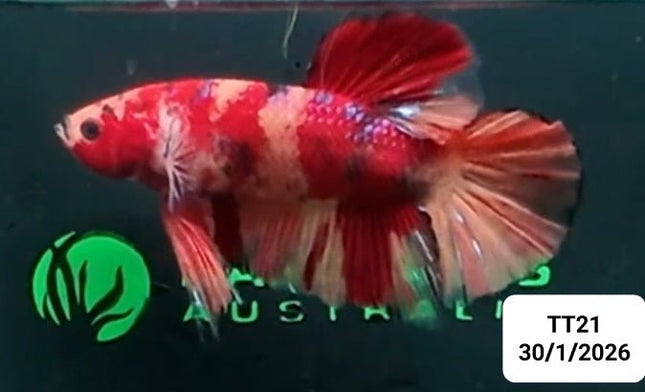 [ARRIVED 30 - JAN - 2026] TT21 - Koi Nemo Giant Male Betta - Nano Tanks Australia