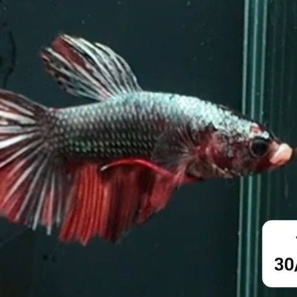 [ARRIVED 30 - JAN - 2026] TT22 - Mettalic Grey Giant Malr Betta - Nano Tanks Australia