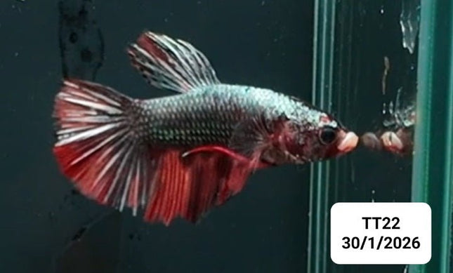 [ARRIVED 30 - JAN - 2026] TT22 - Mettalic Grey Giant Malr Betta - Nano Tanks Australia