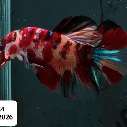[ARRIVED 30 - JAN - 2026] TT24 - Nemo Koi Giant Male Betta - Nano Tanks Australia