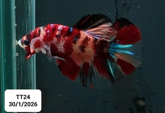 [ARRIVED 30 - JAN - 2026] TT24 - Nemo Koi Giant Male Betta - Nano Tanks Australia