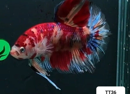 [ARRIVED 30 - JAN - 2026] TT36 - Nemo Koi Giant Male Betta - Nano Tanks Australia