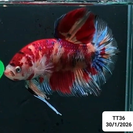 [ARRIVED 30 - JAN - 2026] TT36 - Nemo Koi Giant Male Betta - Nano Tanks Australia