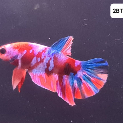 [ARRIVED 30 - JUL - 2025] 2BT13 - Galaxy Koi Halfmoon Plakat Male Betta - Nano Tanks Australia