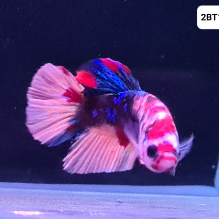[ARRIVED 30 - JUL - 2025] 2BT16 - Galaxy Koi Halfmoon Plakat Male Betta - Nano Tanks Australia