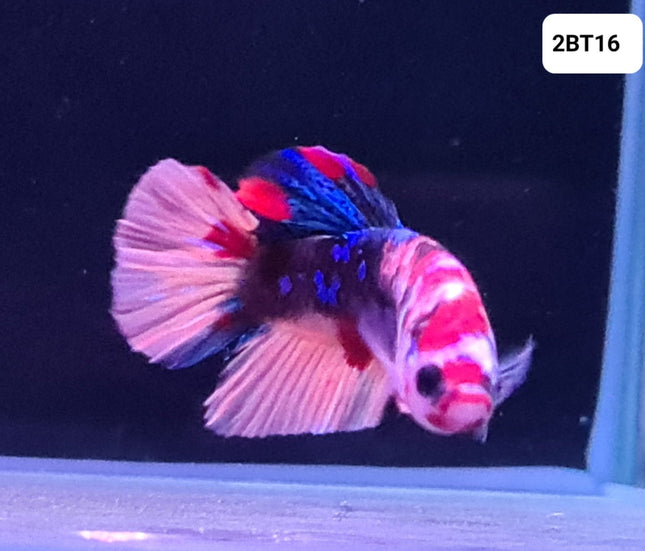 [ARRIVED 30 - JUL - 2025] 2BT16 - Galaxy Koi Halfmoon Plakat Male Betta - Nano Tanks Australia