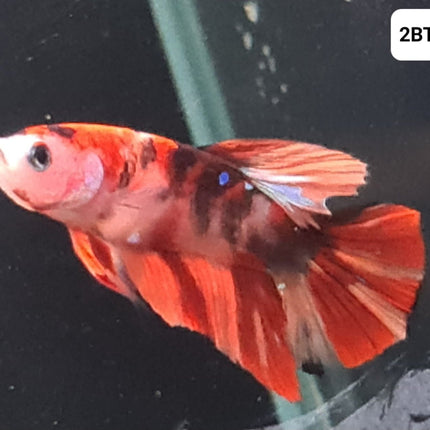[ARRIVED 30 - JUL - 2025] 2BT23 - Nemo Koi Halfmoon Plakat Male Betta - Nano Tanks Australia