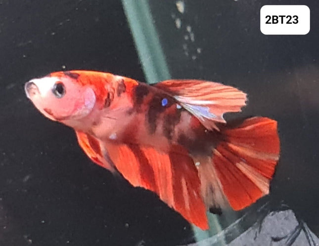 [ARRIVED 30 - JUL - 2025] 2BT23 - Nemo Koi Halfmoon Plakat Male Betta - Nano Tanks Australia