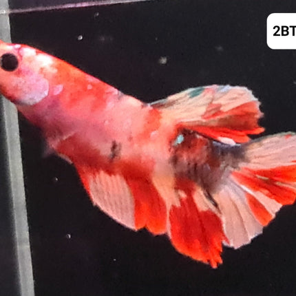 [ARRIVED 30 - JUL - 2025] 2BT25 - Nemo Koi Halfmoon Plakat Male Betta - Nano Tanks Australia
