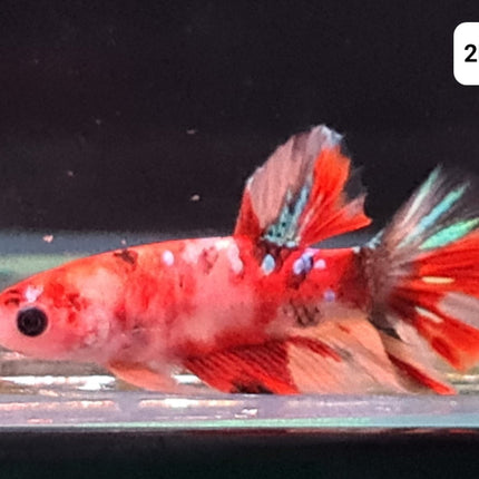 [ARRIVED 30 - JUL - 2025] 2BT26 - Nemo Koi Halfmoon Plakat Male Betta - Nano Tanks Australia