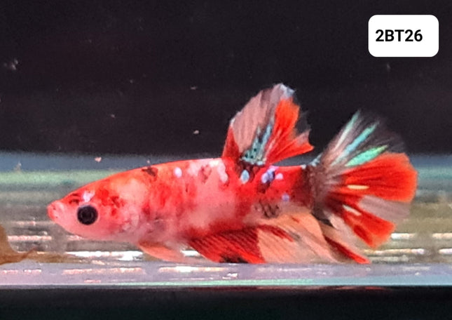 [ARRIVED 30 - JUL - 2025] 2BT26 - Nemo Koi Halfmoon Plakat Male Betta - Nano Tanks Australia