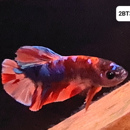 [ARRIVED 30 - JUL - 2025] 2BT31 - Galaxy Nemo Koi Halfmoon Plakat Male Betta - Nano Tanks Australia