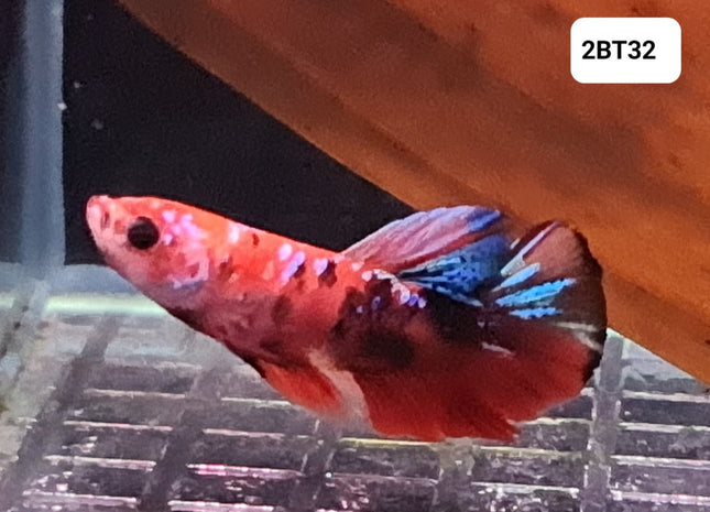 [ARRIVED 30 - JUL - 2025] 2BT32 - Galaxy Koi Halfmoon Plakat Male Betta - Nano Tanks Australia