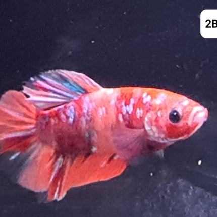 [ARRIVED 30 - JUL - 2025] 2BT33 - Galaxy Nemo Koi Halfmoon Plakat Male Betta - Nano Tanks Australia