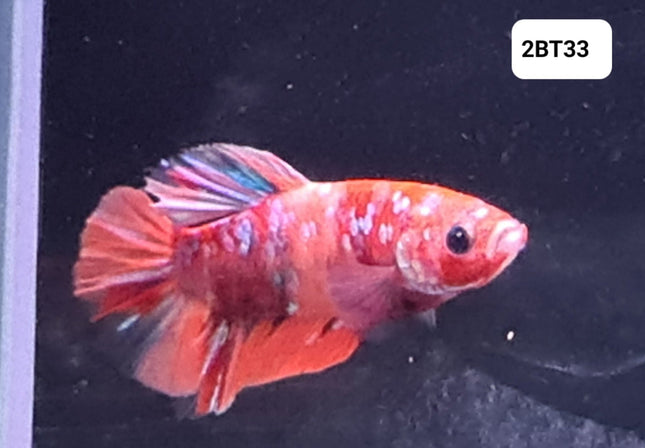 [ARRIVED 30 - JUL - 2025] 2BT33 - Galaxy Nemo Koi Halfmoon Plakat Male Betta - Nano Tanks Australia