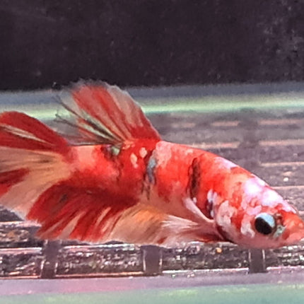 [ARRIVED 30 - JUL - 2025] 2BT36 - Koi Nemo Halfmoon Plakat Male Betta - Nano Tanks Australia