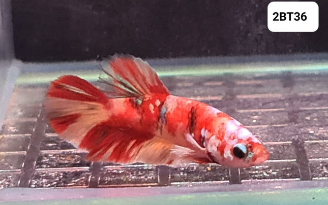 [ARRIVED 30 - JUL - 2025] 2BT36 - Koi Nemo Halfmoon Plakat Male Betta - Nano Tanks Australia