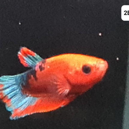 [ARRIVED 30 - JUL - 2025] 2BT41 - Red Hellboy Halfmoon Plakat Male Betta - Nano Tanks Australia