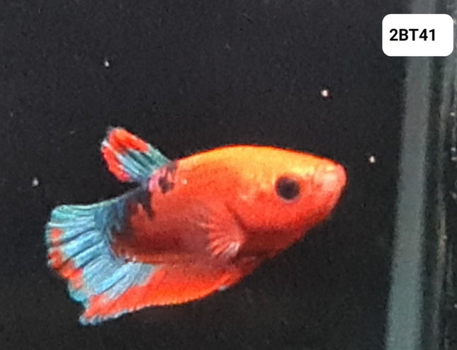 [ARRIVED 30 - JUL - 2025] 2BT41 - Red Hellboy Halfmoon Plakat Male Betta - Nano Tanks Australia