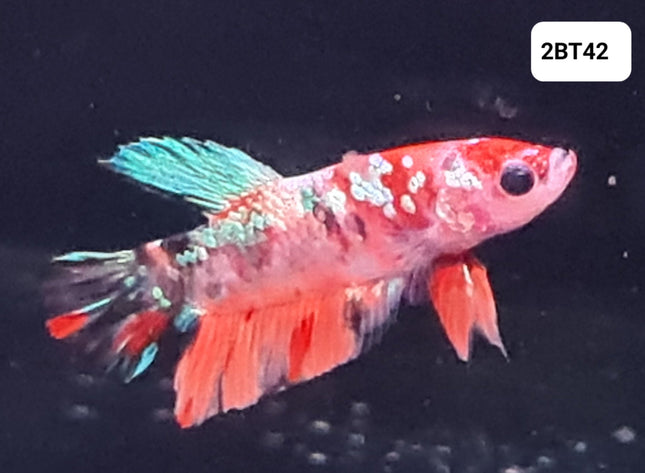 [ARRIVED 30 - JUL - 2025] 2BT42 - Galaxy Koi Halfmoon Plakat Male Betta - Nano Tanks Australia