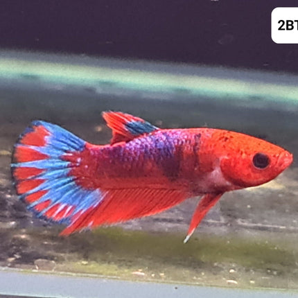[ARRIVED 30 - JUL - 2025] 2BT43 - Red Hellboy Halfmoon Plakat Male Betta - Nano Tanks Australia