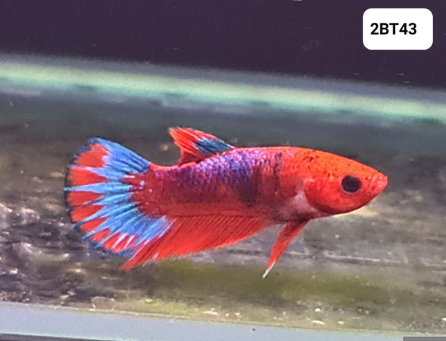 [ARRIVED 30 - JUL - 2025] 2BT43 - Red Hellboy Halfmoon Plakat Male Betta - Nano Tanks Australia