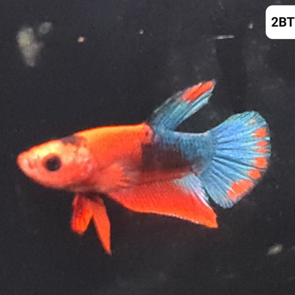 [ARRIVED 30 - JUL - 2025] 2BT44 - Red Hellboy Halfmoon Plakat Male Betta - Nano Tanks Australia