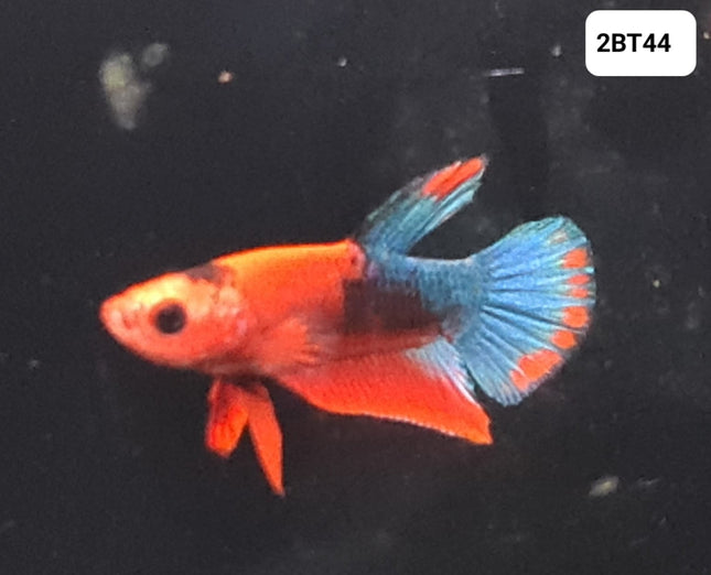 [ARRIVED 30 - JUL - 2025] 2BT44 - Red Hellboy Halfmoon Plakat Male Betta - Nano Tanks Australia