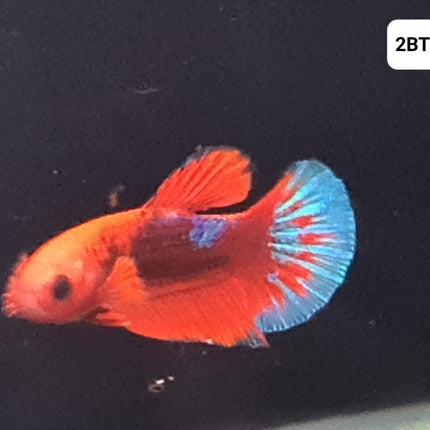 [ARRIVED 30 - JUL - 2025] 2BT45 - Koi Nemo Halfmoon Plakat Betta Male - Nano Tanks Australia