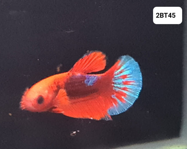 [ARRIVED 30 - JUL - 2025] 2BT45 - Koi Nemo Halfmoon Plakat Betta Male - Nano Tanks Australia