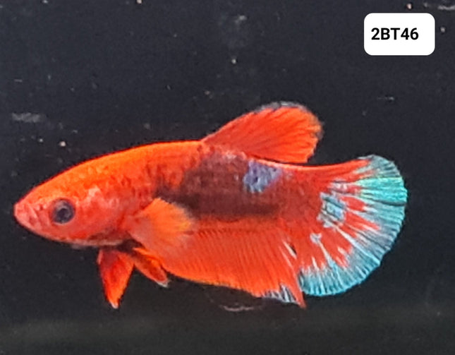 [ARRIVED 30 - JUL - 2025] 2BT46 - Red Hellboy Halfmoon Plakat Male Betta - Nano Tanks Australia