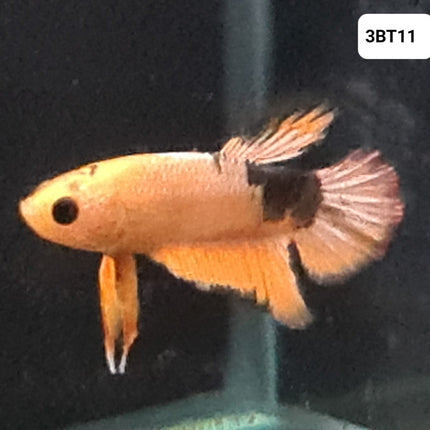 [ARRIVED 30 - JUL - 2025] 3BT11 - Yellow Hellboy Halfmoon Plakat Male Betta - Nano Tanks Australia