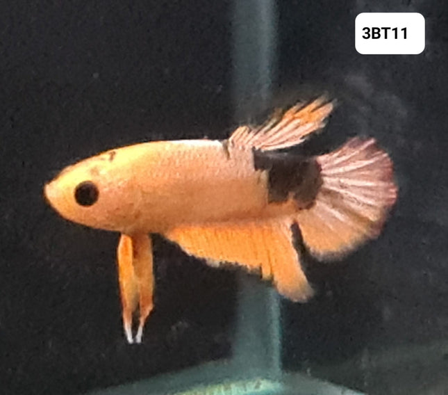 [ARRIVED 30 - JUL - 2025] 3BT11 - Yellow Hellboy Halfmoon Plakat Male Betta - Nano Tanks Australia