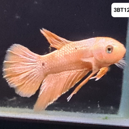 [ARRIVED 30 - JUL - 2025] 3BT12 - Yellow Hellboy Halfmoon Plakat Male Betta - Nano Tanks Australia