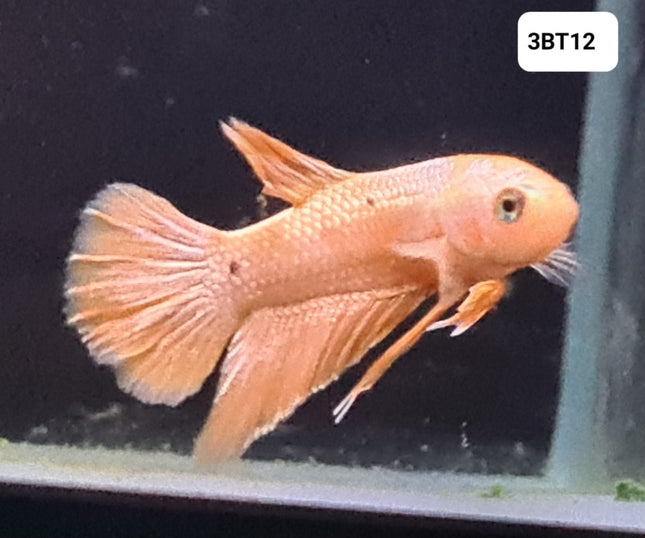 [ARRIVED 30 - JUL - 2025] 3BT12 - Yellow Hellboy Halfmoon Plakat Male Betta - Nano Tanks Australia