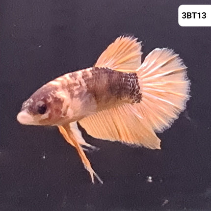 [ARRIVED 30 - JUL - 2025] 3BT13 - Yellow Hellboy Halfmoon Plakat Male Betta - Nano Tanks Australia