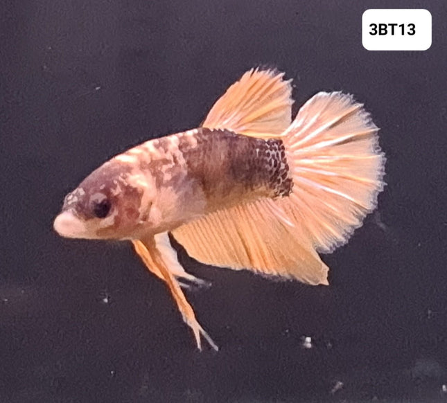 [ARRIVED 30 - JUL - 2025] 3BT13 - Yellow Hellboy Halfmoon Plakat Male Betta - Nano Tanks Australia