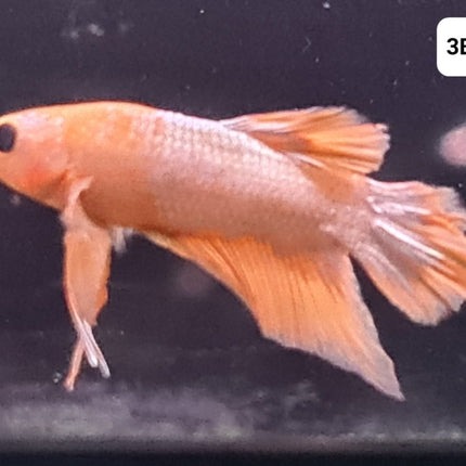 [ARRIVED 30 - JUL - 2025] 3BT14 - Yellow Hellboy Halfmoon Plakat Male Betta - Nano Tanks Australia