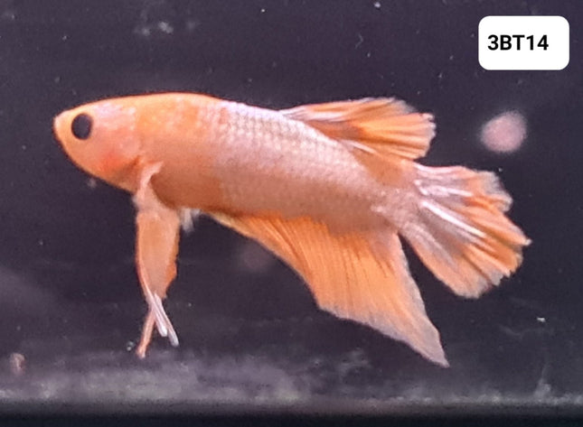 [ARRIVED 30 - JUL - 2025] 3BT14 - Yellow Hellboy Halfmoon Plakat Male Betta - Nano Tanks Australia