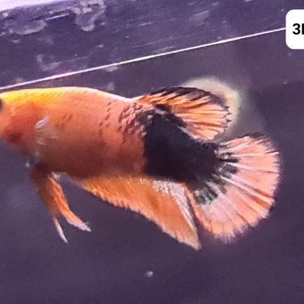 [ARRIVED 30 - JUL - 2025] 3BT15 - Yellow Hellboy Halfmoon Plakat Male Betta - Nano Tanks Australia