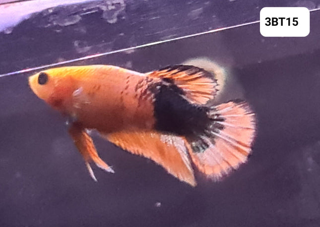 [ARRIVED 30 - JUL - 2025] 3BT15 - Yellow Hellboy Halfmoon Plakat Male Betta - Nano Tanks Australia