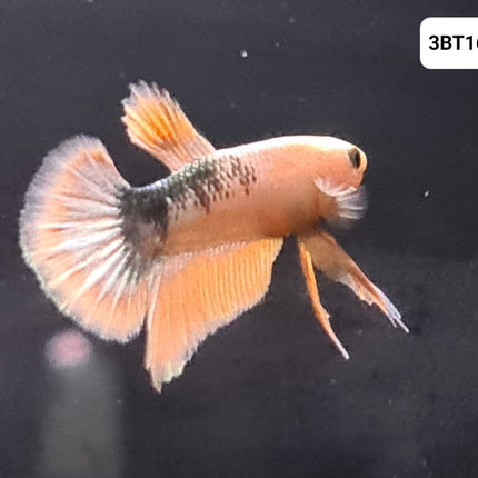 [ARRIVED 30 - JUL - 2025] 3BT16 - Yellow Hellboy Halfmoon Plakat Male Betta - Nano Tanks Australia